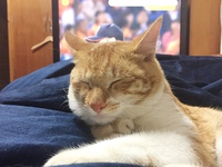 【保護猫】ミトンfeat野球選手