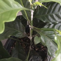コーヒーの虫取り強化月間 2018/11/07 16:21:57