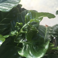 気になる葉っぱ 2018/09/03 17:13:18