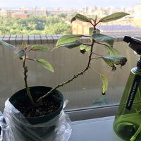 研究室の新入り植物１（ママキ） 2018/11/08 16:49:34