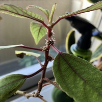 コーヒーの虫退治とママキの花 2018/11/09 16:13:43