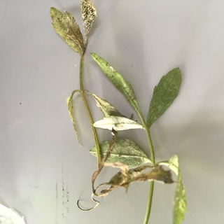 早くもココラウに虫がついた