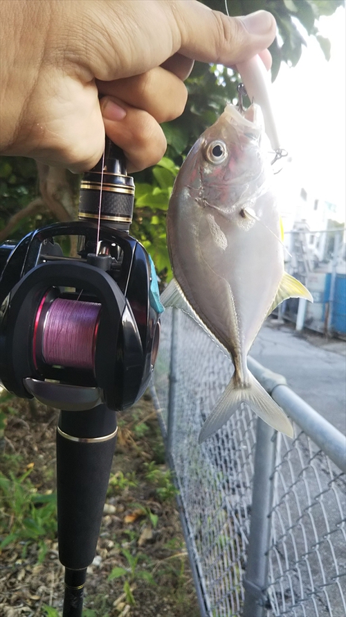 やんばるでナブラ打ち