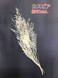 オフホワイト 2021/01/19 16:29:07