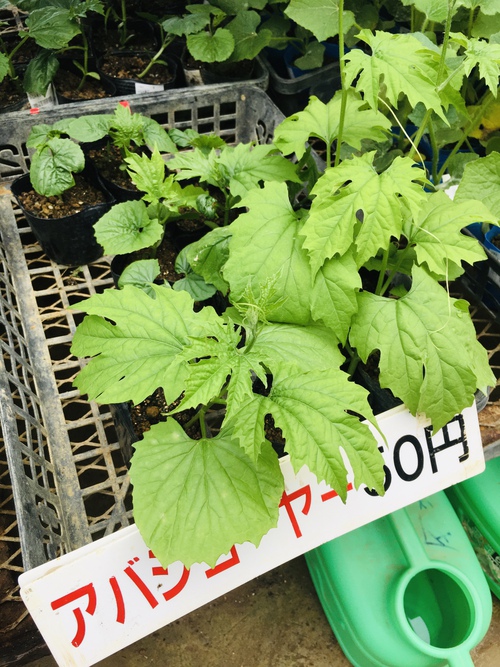 Grow your own herbs! お野菜やハーブを育てましょう