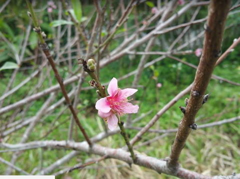 沖縄はサクラがもう咲いた