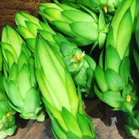 今が旬です〜✨ 2020/08/27 12:45:41