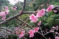 もう桜の季節ですね。 2022/01/25 14:42:53