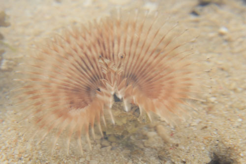 海のもの　オオメケヤリ？