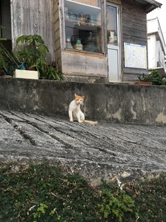 八重山行ってきました-猫編-