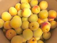 1年越しの泡盛梅酒作り 2017/06/13 11:47:26