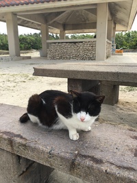 八重山行ってきました-猫編- 2016/05/12 12:09:50