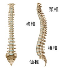 脊柱の歪みについてどう考えますか？