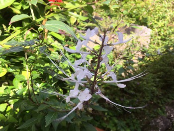 沖縄の冬、色鮮やかに咲く花々