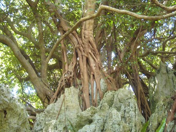 多幸の樹「ガジュマル」