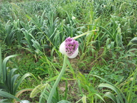 ジャンボにんにくの花 2013/05/06 23:50:04