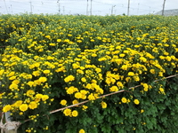 菊暴落。 2013/03/27 13:30:52