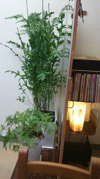 ４時半出勤！ 2014/04/01 10:40:12