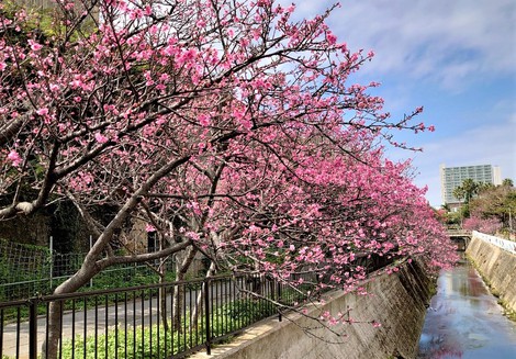 島ノートｏｋｉｎａｗａ２ 与儀公園の桜とおうちごはん