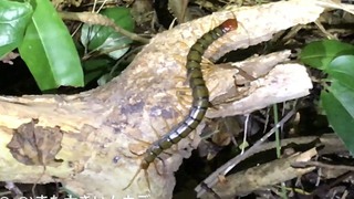 石垣島のクワガタ