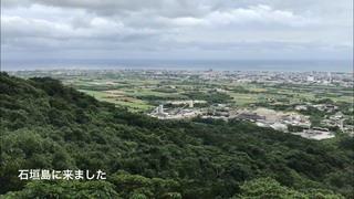 石垣島のクワガタ