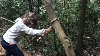 石垣島のクワガタ