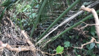 台風後のクワガタ