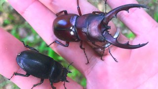 「狙っていたタブノキからやっとノコが落ちてきた」