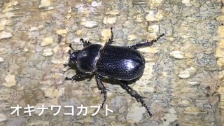 梅雨にクワガタいるかな