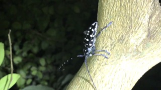 梅雨にクワガタいるかな