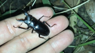 梅雨にクワガタいるかな