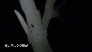 クワガタ採集[昼と夜]