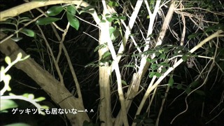 クワガタ採集[昼と夜]