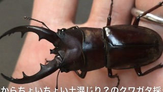 金粉のクワガタ