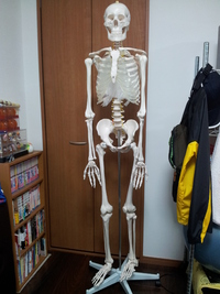ガイコツ君 2014/03/12 22:46:08