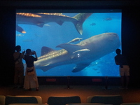 美ら海へ　ＧＯ　ＧＯ　!! 2014/09/11 23:07:00