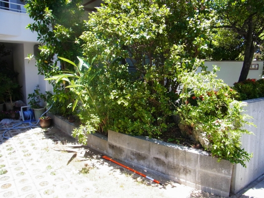 コバサン植栽