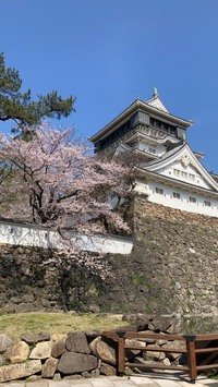全麺協　倶楽部仲間から桜の花だより