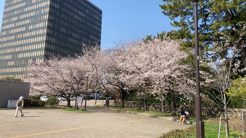 全麺協　倶楽部仲間から桜の花だより
