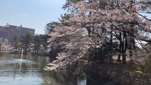 全麺協　倶楽部仲間から桜の花だより
