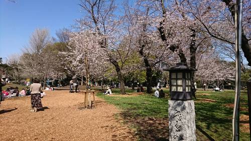 全麺協　倶楽部仲間から桜の花だより