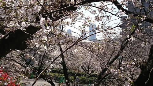 全麺協　倶楽部仲間から桜の花だより
