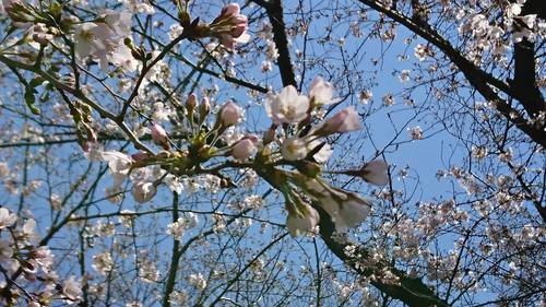 全麺協　倶楽部仲間から桜の花だより