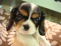 新しい仔犬たちデビューしました♪ 2014/03/09 20:04:36