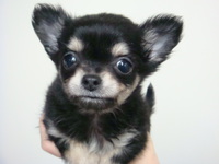 新しい仔犬たち！ 2014/04/10 14:39:38