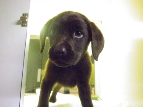 大型犬の仔犬たちがきました！