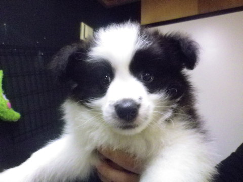大型犬の仔犬たちがきました！