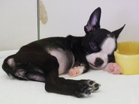 ボストンテリアの子犬 2013/08/20 13:32:59