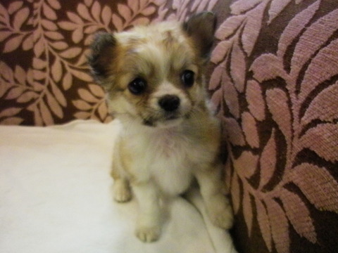 可愛い子犬たちOPFデビューしました。