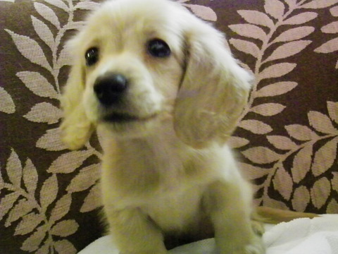 可愛い子犬たちOPFデビューしました。